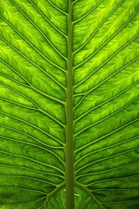 象牙海岸雄狮咆哮！科特迪瓦队以一场荡气回肠的胜利，宣告王者归来！